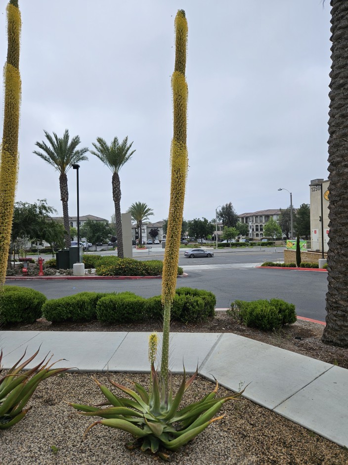 A photo of an Aloe Vera plant with a long flower stalk rising out of the center with yellow flowers A photo of an Aloe Vera plant with a long flower stalk rising out of the center with yellow flowers