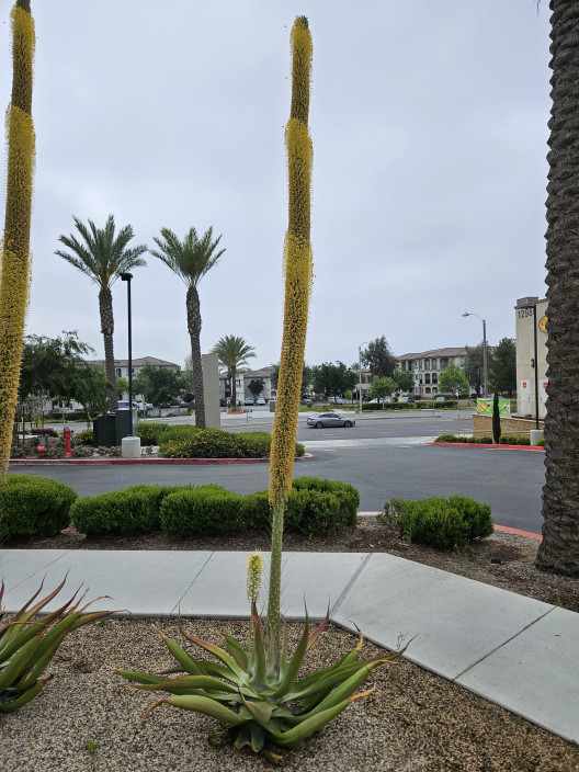 A photo of an Aloe Vera plant with a long flower stalk rising out of the center with yellow flowers